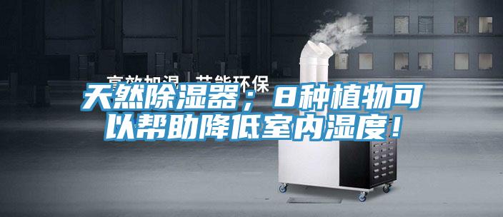 天然除濕器；8種植物可以幫助降低室內(nèi)濕度！